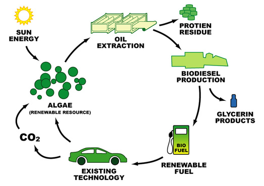 Advantages - Algae Biofuel-draft
